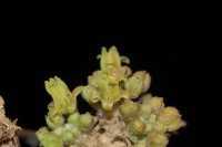 Doyerea emetocathartica Grosourdy (Cucurbitaceae)